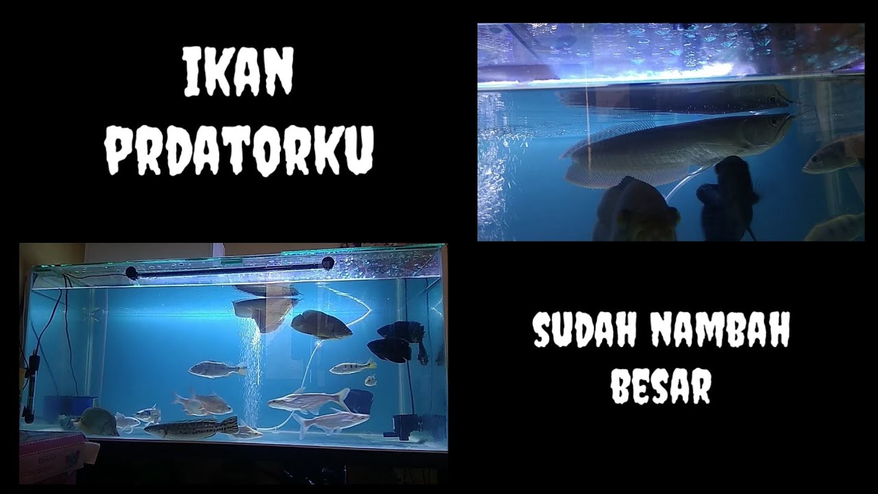 Ikan predatorku sudah nambah besar | ikan predator air tawar