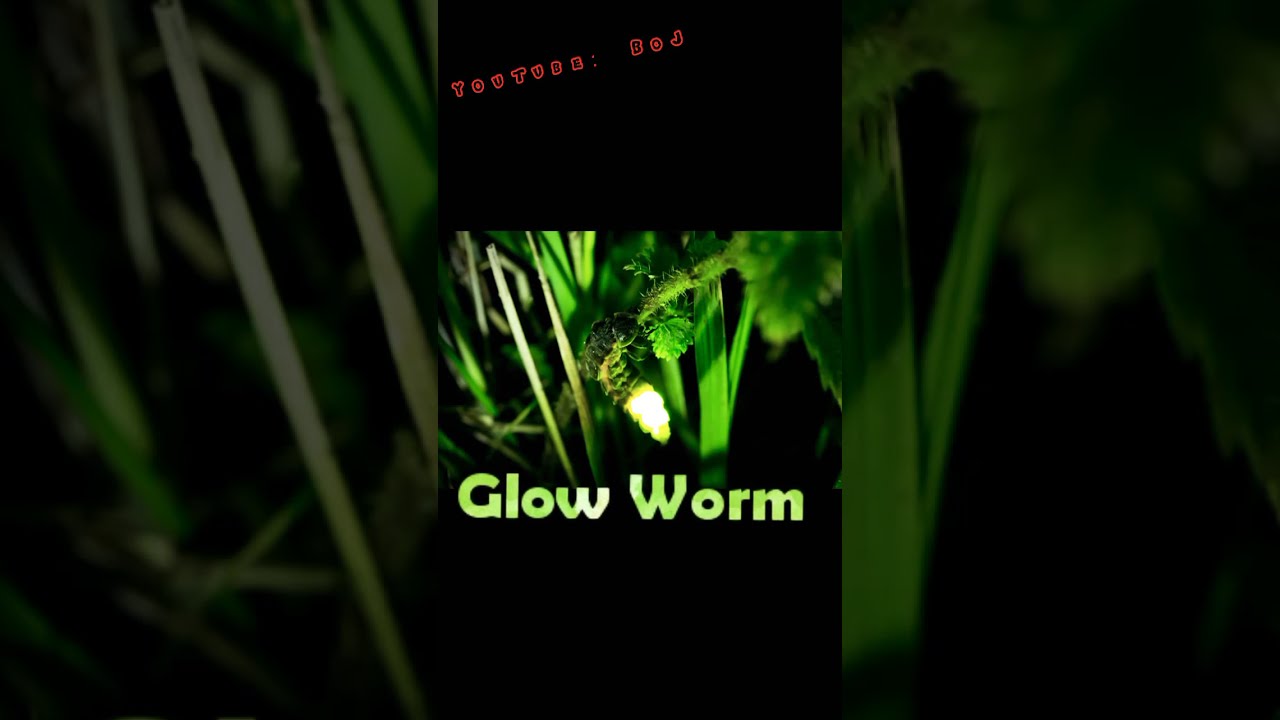 Glow Worm Larva (Lampyris Noctiluca)