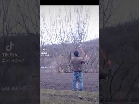 Обрізка сливи #обрізкадерев #обрезкадеревьев #обрезка - YouTube