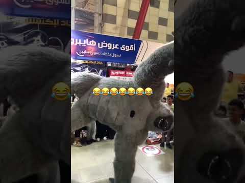 هيها الغوريلا رقصت ازاي علي إيديها باندا الغوريلا اكسبلور ترند Panda ضحك مهرجان تيك توك