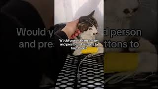 💔 UPDATE – Rose, the kitten victim of brutal violence. For the first time, we see a glimmer of hope