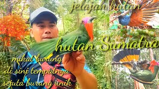 Download lagu EXPLORING THE SUMATRAN JUNGLE/UNEXPECTED, PLAYED THE MP3 ONCE‼️SO MANY UNIQUE BIRDS CAME FLOCKING