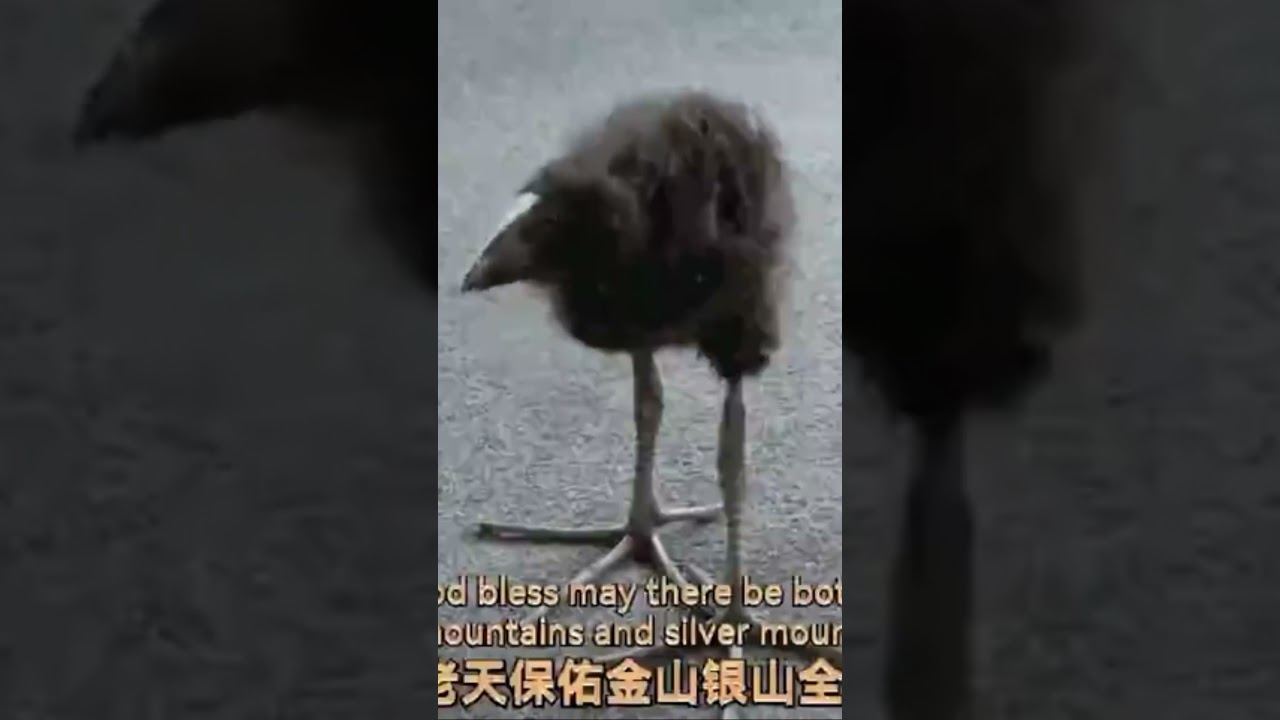 Look at this cool bird my friend found!