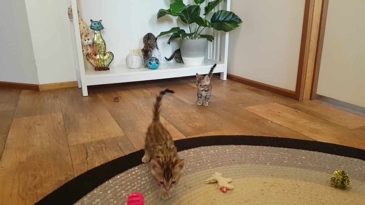 Ashmiyah Bengal Cats  |  kittens beginning to explore