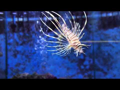 Almindelig Dragefisk (Pterois volitans) fra MiniZoo