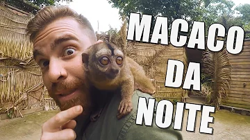 Qual é a curiosidade do macaco da noite?