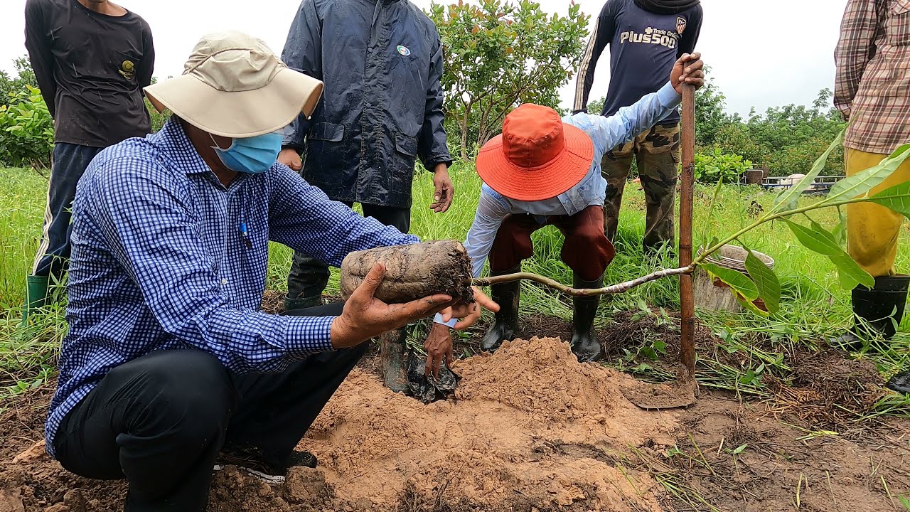 របៀបដាំស្វាយចន្ទីតាមបច្ចេកទេស