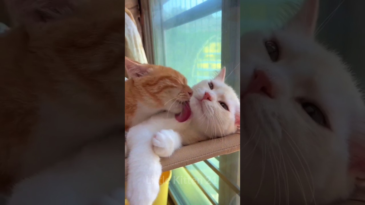 Cat says I love you 💘