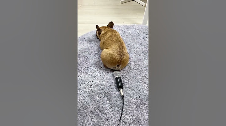 😄😃kelakuan anjing lucu😍😍 | Tahan ketawa