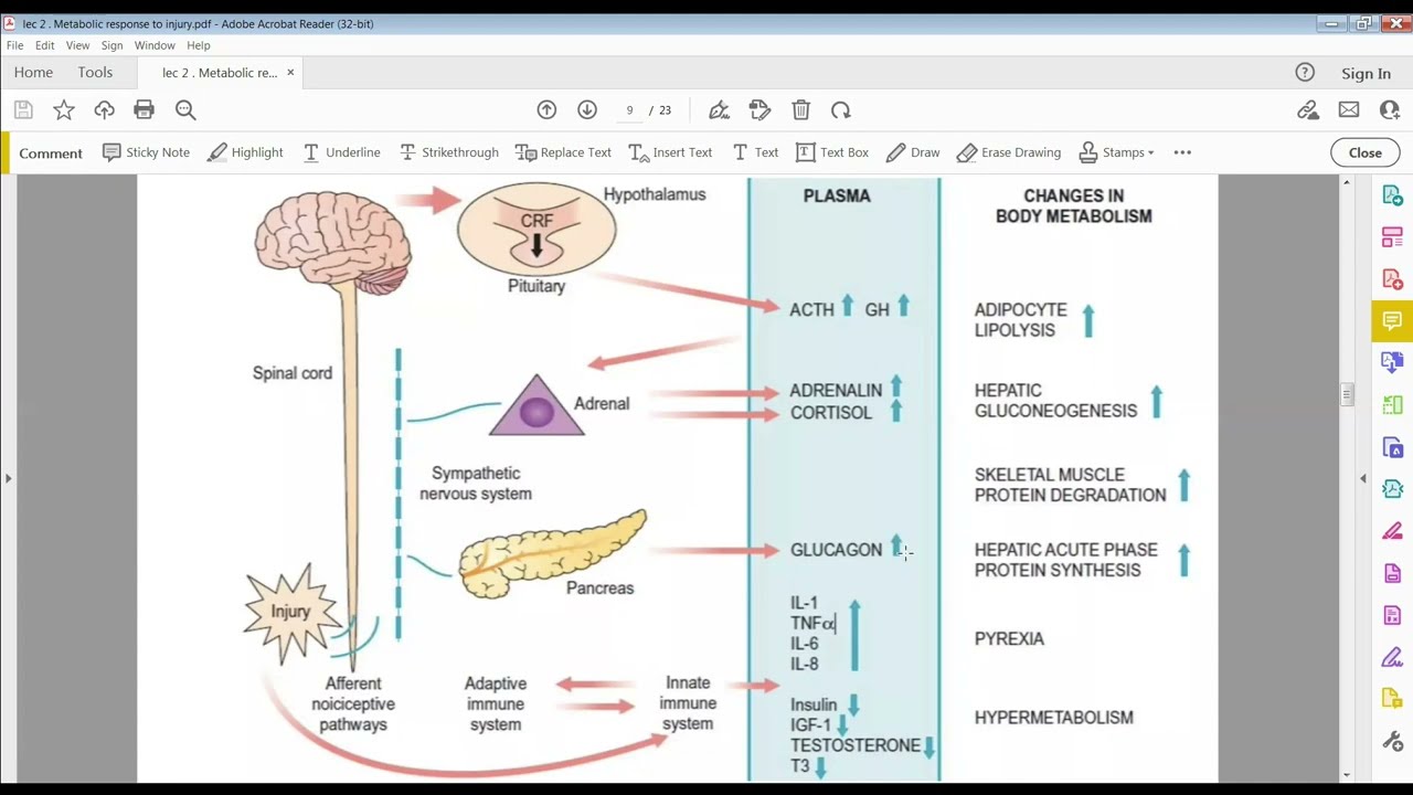 metabolic response trauma الجراحة المرحلة الثالثة جامعة المثنى