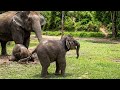Is That a Baby Elephant or a Tiger? You Won't Believe This Sound!