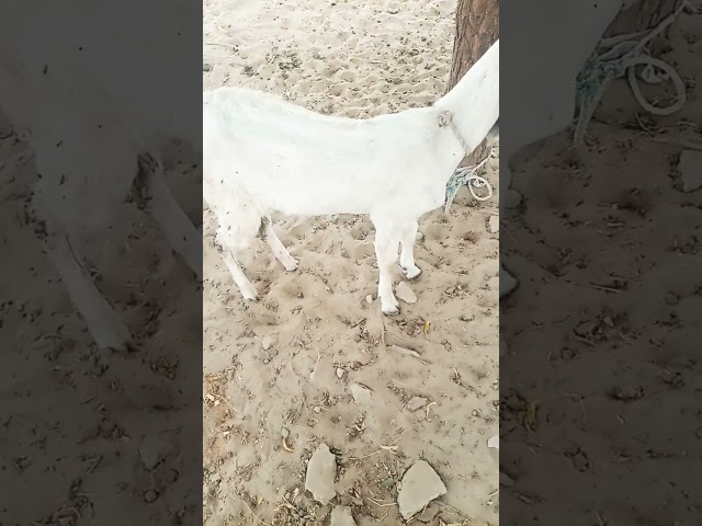 Goats #short #animals #thar #sindhi class=