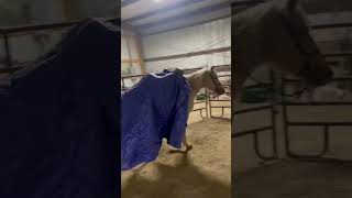Use A Milk Jug To Help Your Head Shy Horse