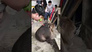 Star Monkey: Naivety! #Harmony #Animal Behavior #Fascinating Animals #One-Armed Monkey