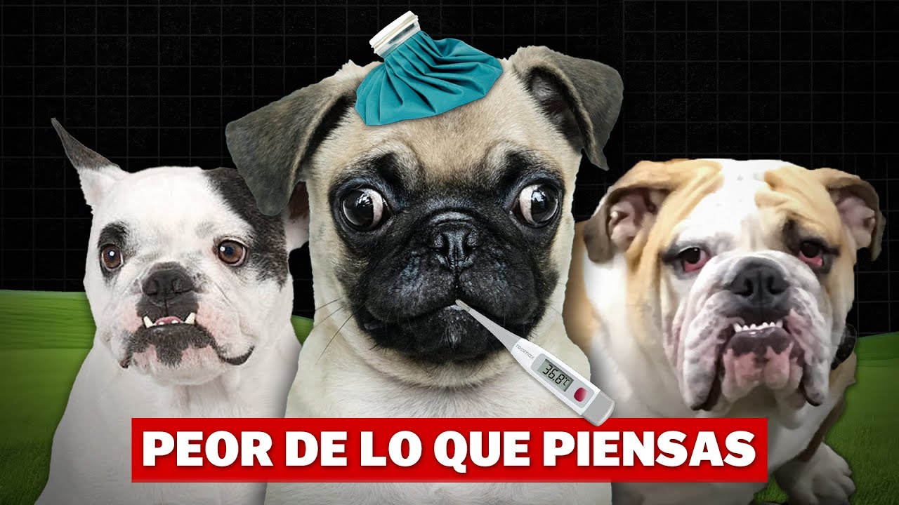 La Oscura Verdad Detrás De Los Perros De Raza