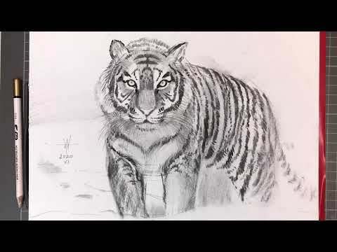 Wideo: Jak Narysować Tygrysa Ołówkiem