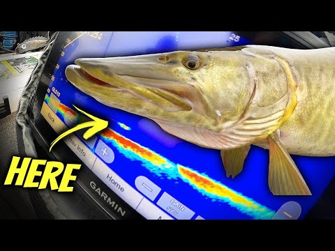 We Found SLOB Fish On LIVESCOPE And Watched 'em Bite