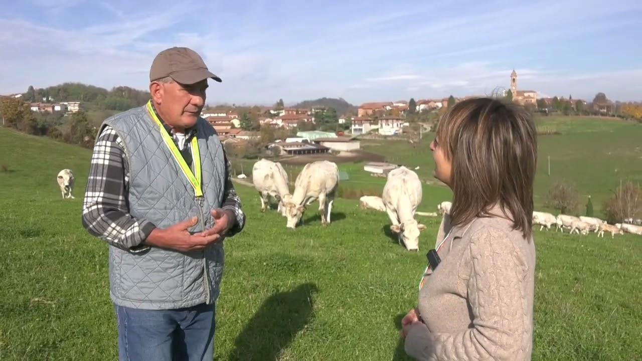 Gianfranco Balzola - Allevamento di Razza Bovina Piemontese a Robella d'Asti