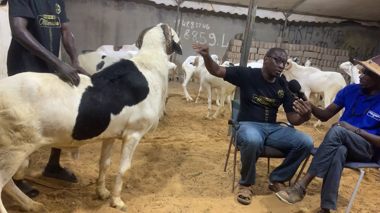 CAP SUR TABASKI BERGERIE DU MILLÉNAIRE