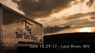 Teets Cattle Introduction