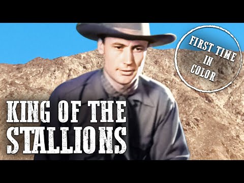 King of the Stallions