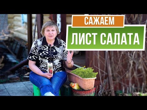 Видео: Салат тома большого пальца: как и когда сажать семена салата тома большого пальца