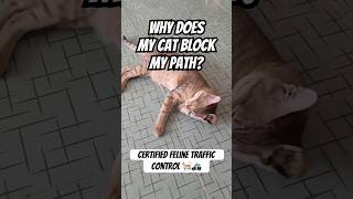 Why Does My Cat Block My Path? 🛑🐾 (Certified Feline Traffic Control)