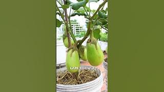 How to grow eggplant from seeds to harvest #eggplant #shorts #v87garden #gardening