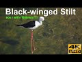 Loooong slender legs! Black Winged Stilt- Canon EOS R 800 f11 rf - OkiPixelFinders