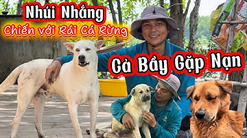 Nhúi Nhắng Một Mình Chiến Đấu Với Rái Cá Rừng - Cả Bầy Đi Rừng Gặp Nạn Bất Ngờ