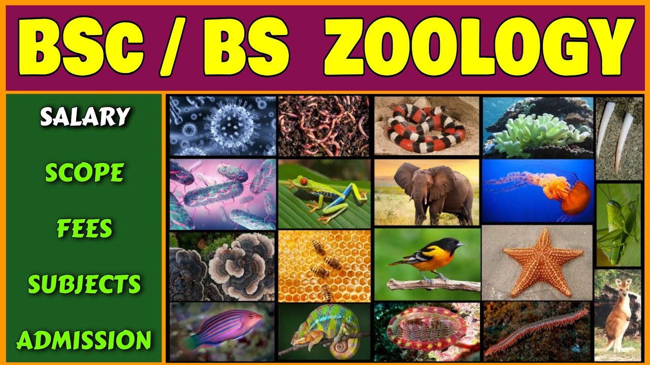BSc Zoology BS Zoology Salary Scope Fees Subjects And Admission bsc-zoology-bs-zoology-salary-scope-fees-subjects-and-admission