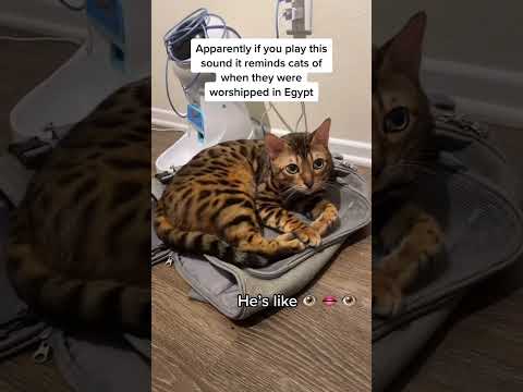 Play this sound to your cat and it will remind them of when they were worshipped in Egypt