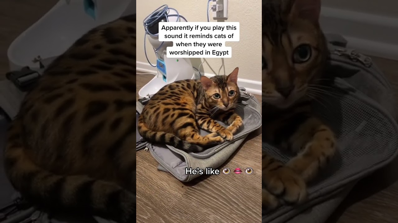 Включите этот звук вашей кошке, и он напомнит ей о временах, когда ей поклонялись в Египте.