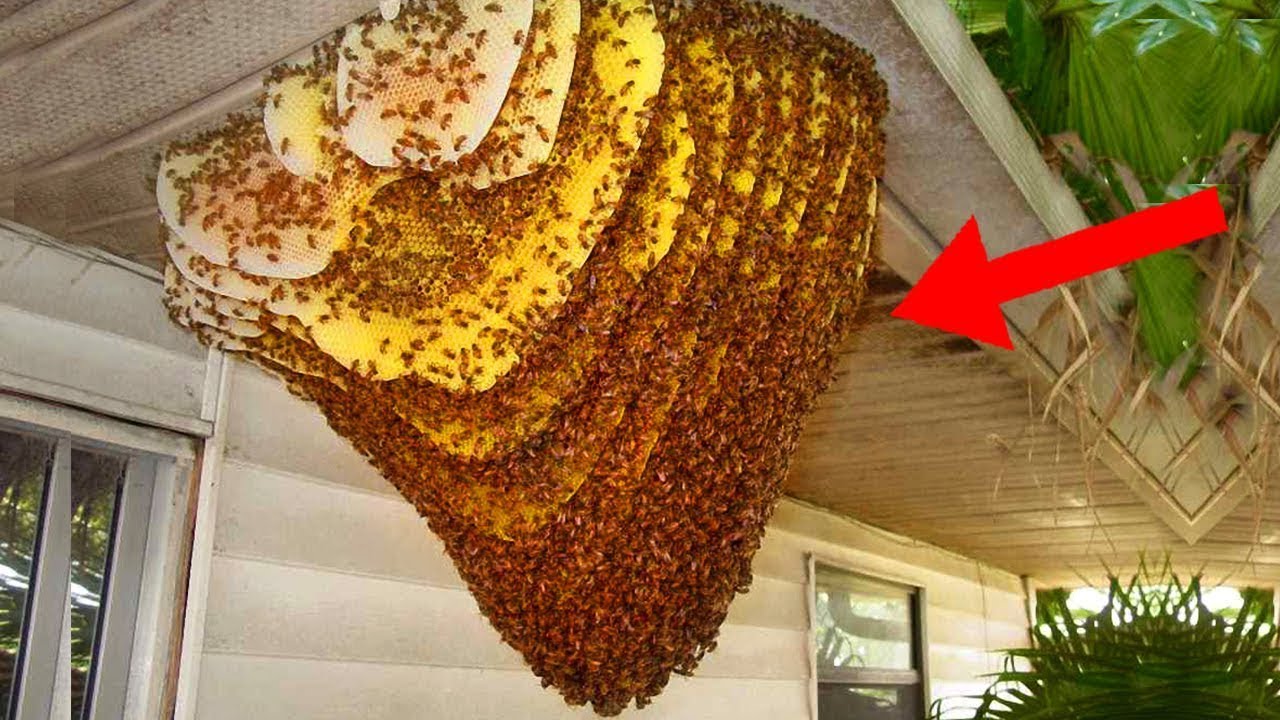10 Worst Bug Infested Houses Of All Time - YouTube