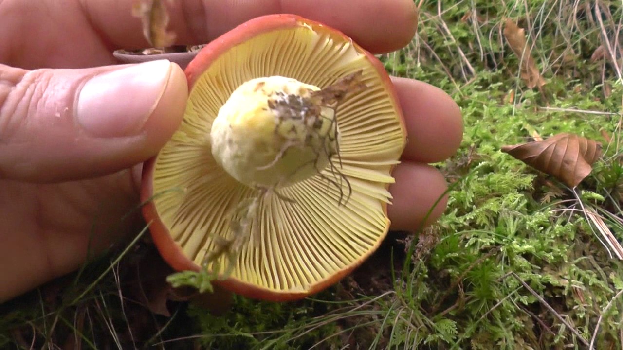 Russulas en otoño de 2016 (cyanoxantha,virescens...)