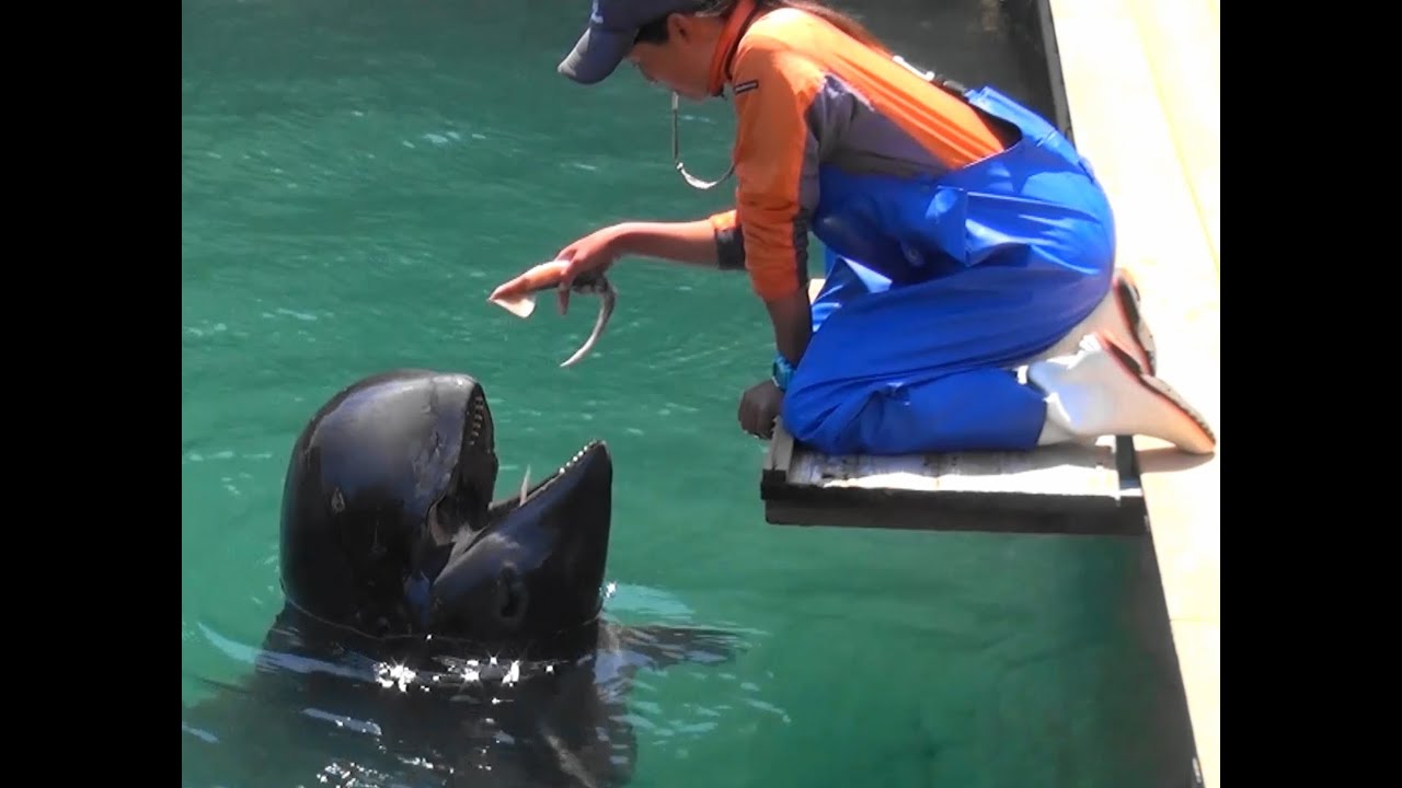 Darling Dolphins, Taiji, Japan:  Dolphins Perform An Encore !!