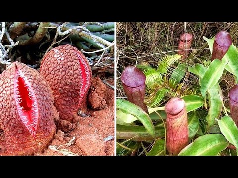 Vídeo: Crescendo Gengibre Selvagem - Você pode cultivar plantas de gengibre na natureza