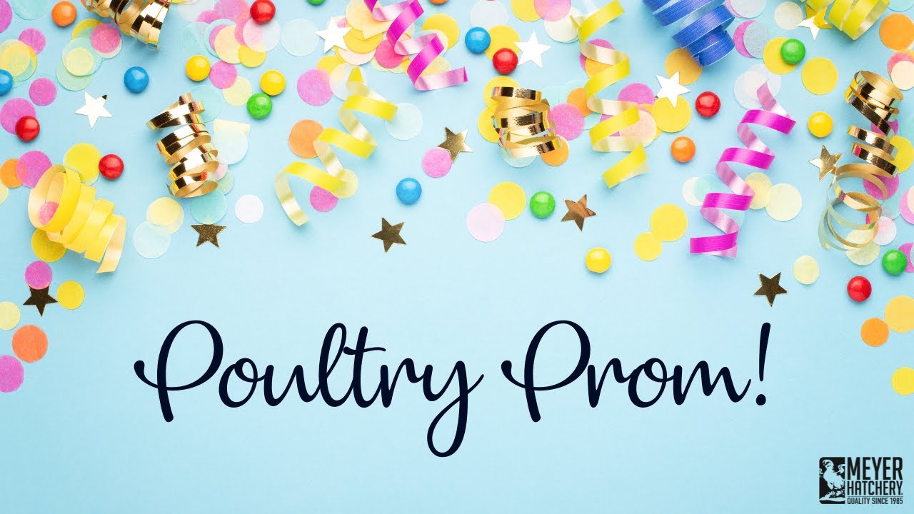 Meyer Hatchery's Poultry Prom! - YouTube