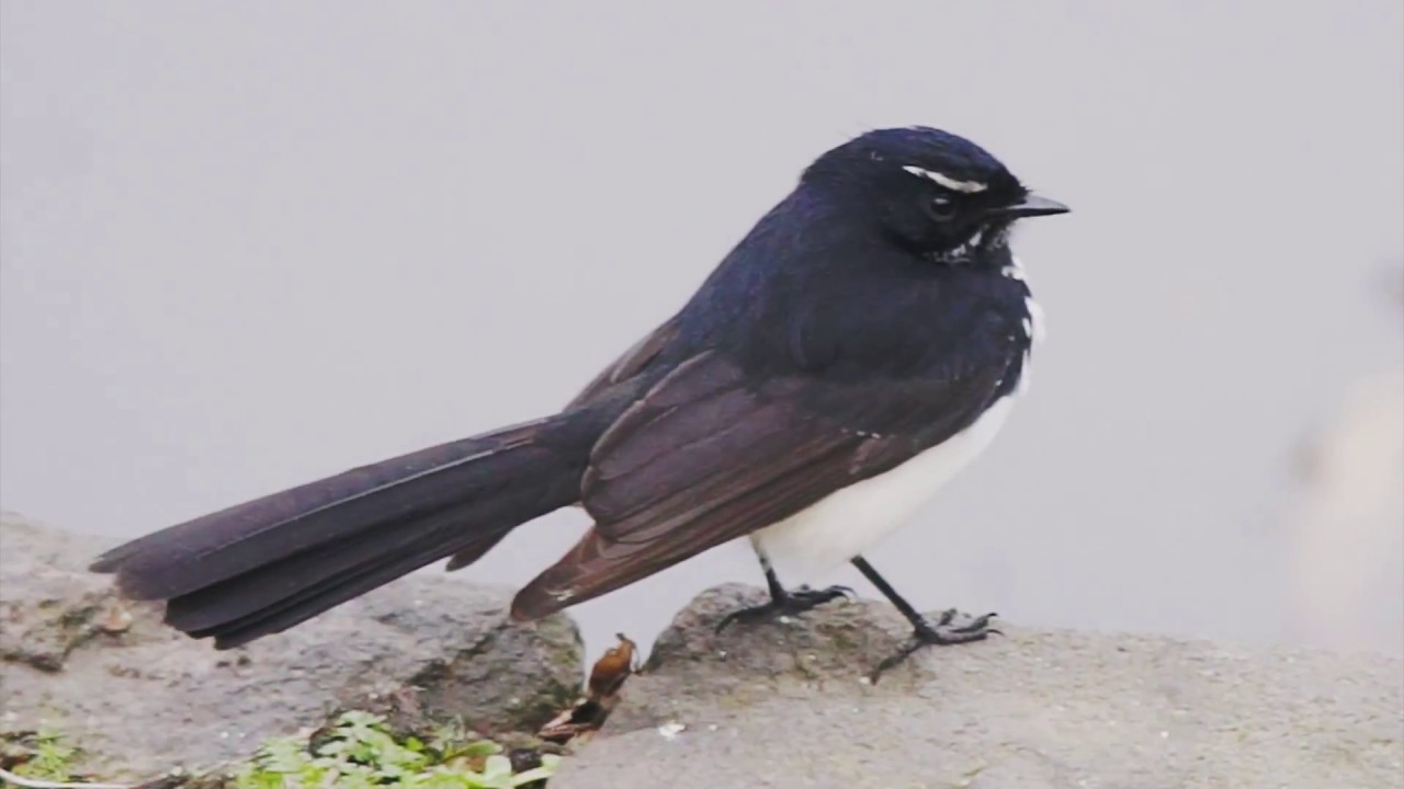 黑白扇尾鹟 Willie Wagtail 