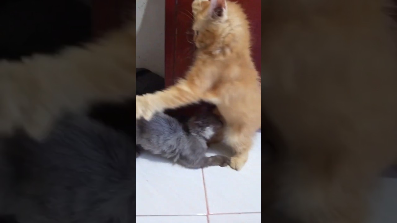 Epic Battle! Duel Kucing Gemesin Sampai Harus Berdiri 😹"
