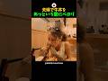 「冗談抜きで最高…」日本を訪れた外国人夫婦が『すき家の牛丼』に衝撃を受けた理由