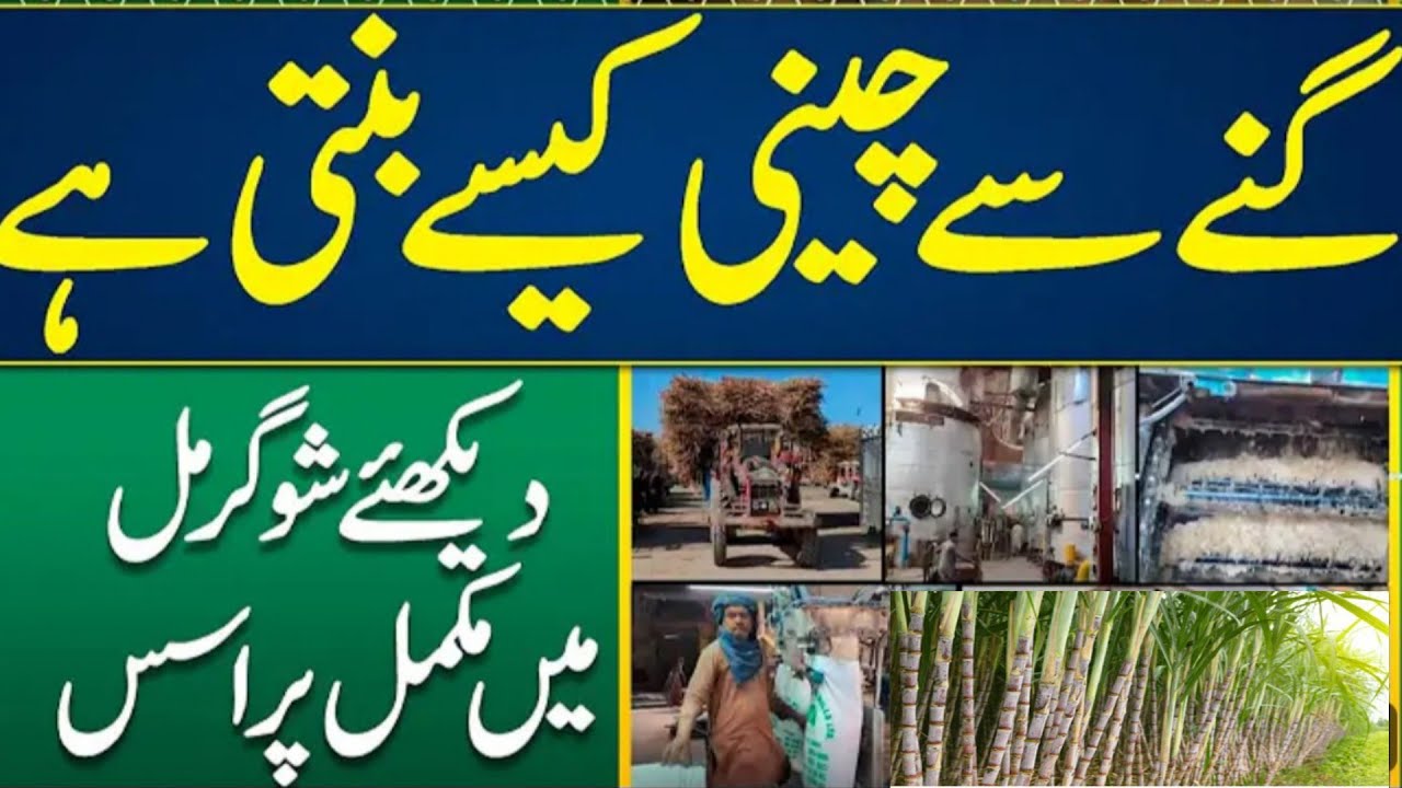 Sugarcane to sugar making process||Sugarcane to sugar manufacturing process||Sugar Mills||