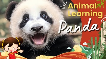Panda For Kids | Panda 101 | Cute Panda Learning Videos | Panda Fun Facts 🐼😎