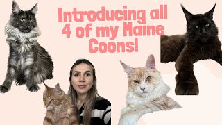 Introducing all 4 of my European Maine Coons by Wild Mane 398 views 3 months ago 2 minutes, 4 seconds
