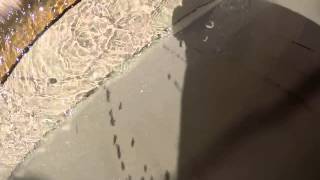 Humunga Kowabunga Typhoon Lagoon