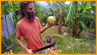 HOW TO OPEN A FRESH YOUNG COCONUT: MACHETE STYLE Profile