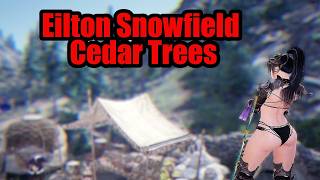Eilton Snow Field cedar sap - Gathering rotation