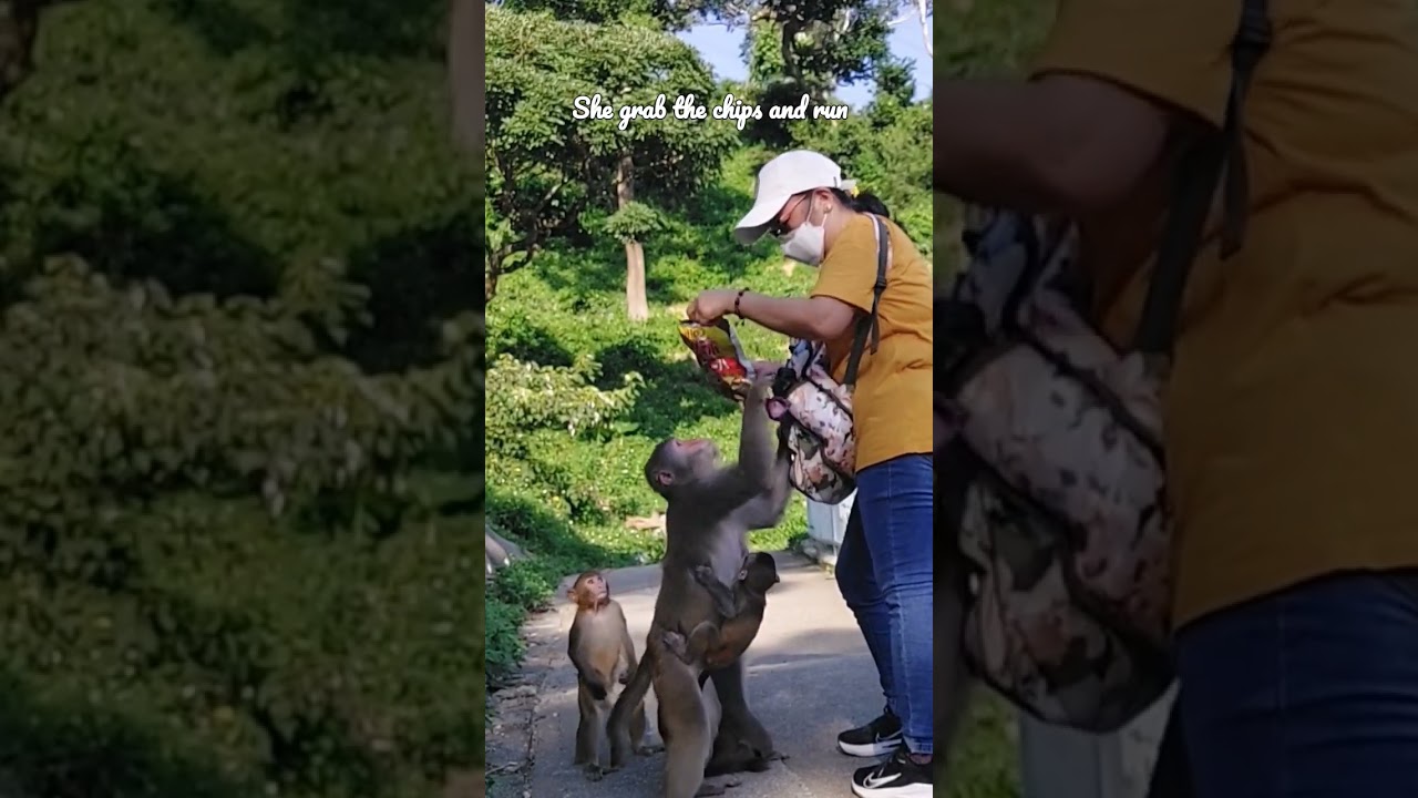 Watch till end, how mother monkey grab the chips and run. 