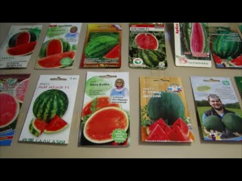 Замачиваю семена арбузов! Готовлю вторую партию огурцов для сада.