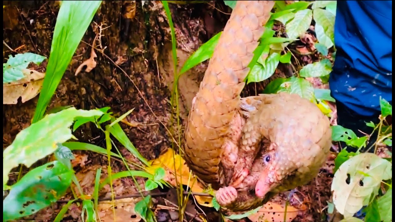Shocking discoveries inside this Nigerian jungle (1)